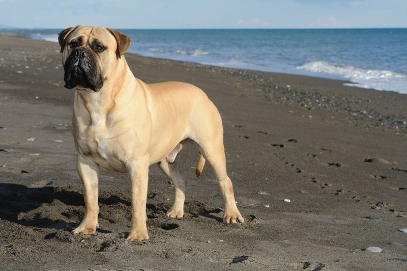 Mastiff